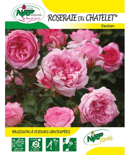 Rosier à fleurs groupées ROSERAIE DU CHATELET ® *