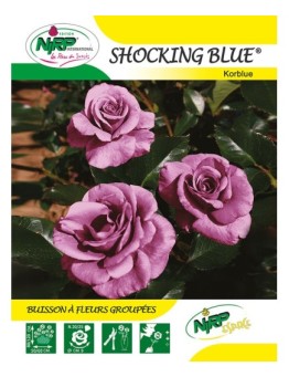 Rosier à fleurs groupées SHOCKING BLUE ® *
