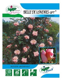 Rosier grimpant BELLE DE LONDRES Gpt ® *