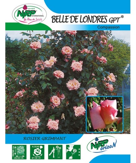 Rosier grimpant BELLE DE LONDRES Gpt ® *
