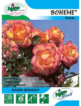 Rosier grimpant BOHEME Gpt ®