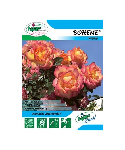 Rosier grimpant BOHEME Gpt ®