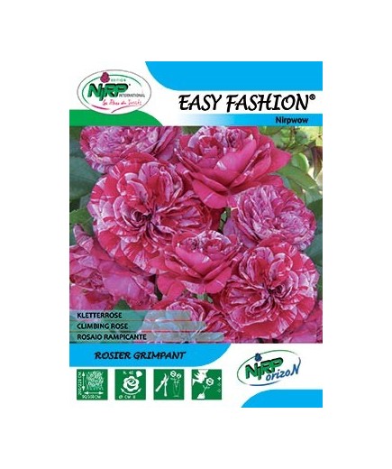 Rosier grimpant EASY FASHION Gpt ®