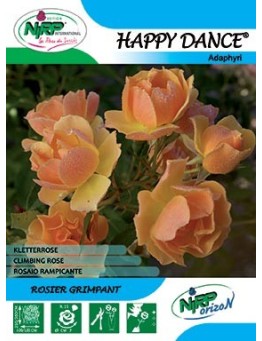 Rosier grimpant HAPPY DANCE Gpt ®