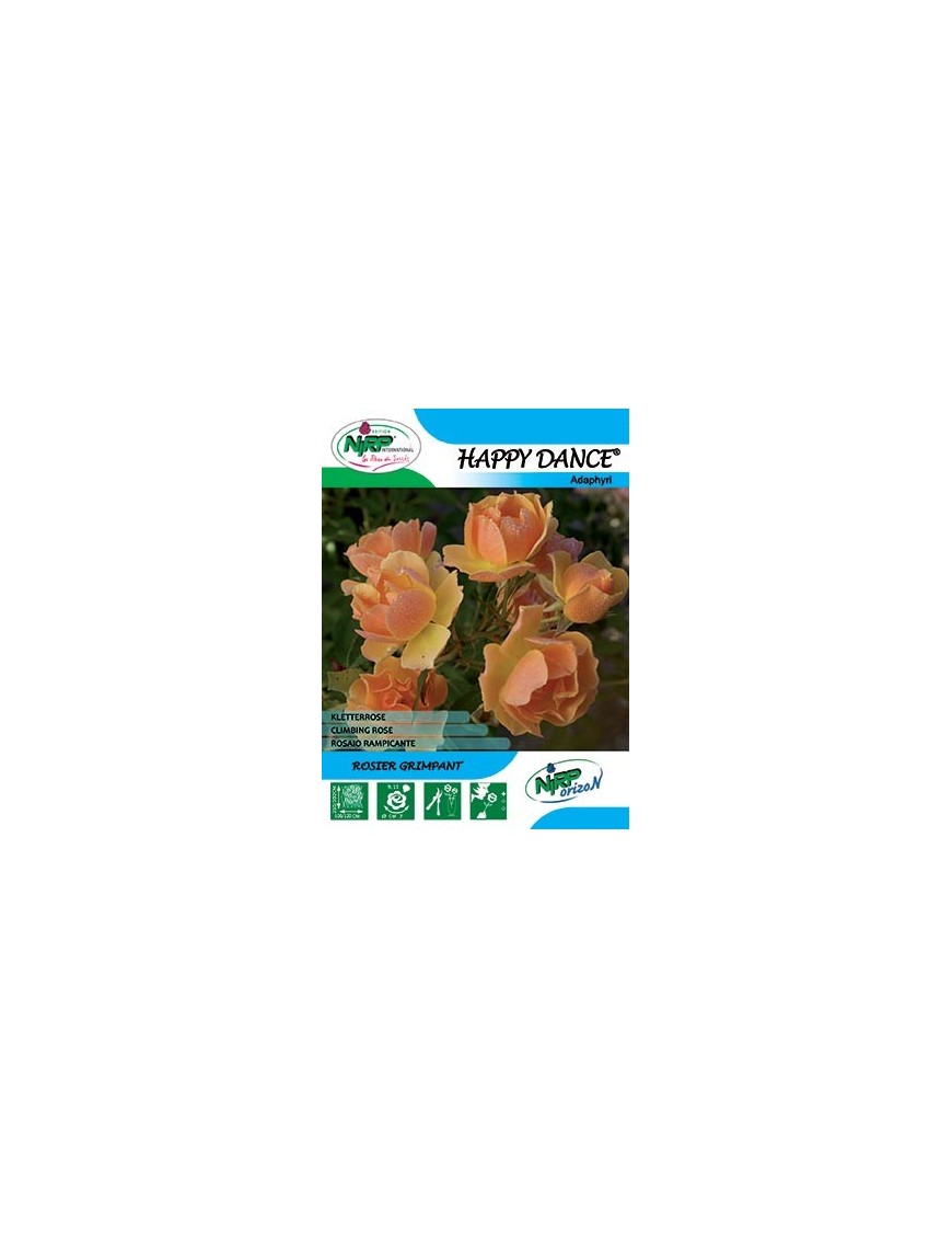 Rosier grimpant HAPPY DANCE Gpt ®