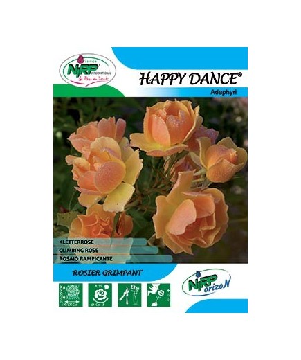 Rosier grimpant HAPPY DANCE Gpt ®