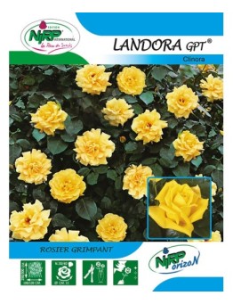Rosier grimpant LANDORA Gpt ® *