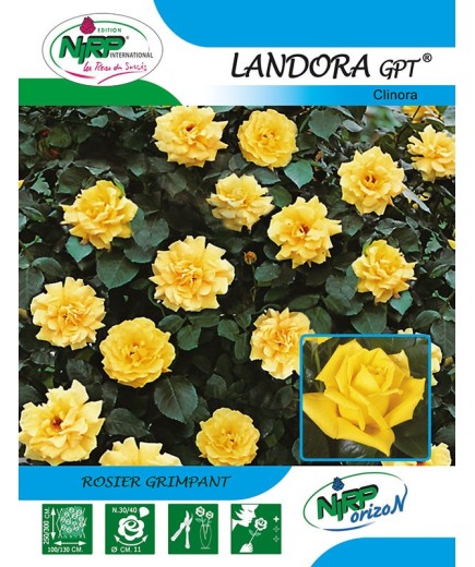Rosier grimpant LANDORA Gpt ® *