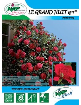 Rosier grimpant LE GRAND HUIT Gpt ®