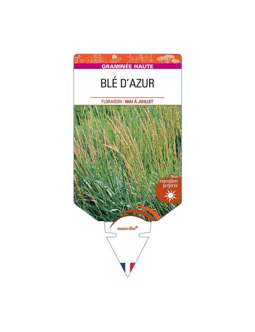 LEYMUS arenarius voir Blé d'Azur