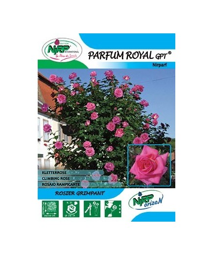 Rosier grimpant PARFUM ROYAL Gpt ®