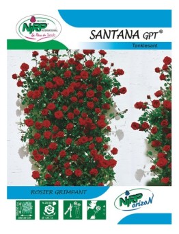 Rosier grimpant SANTANA Gpt ®
