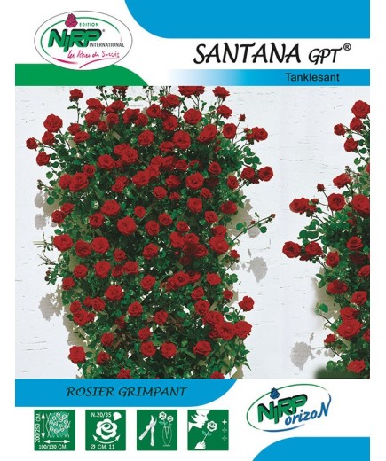 Rosier grimpant SANTANA Gpt ®