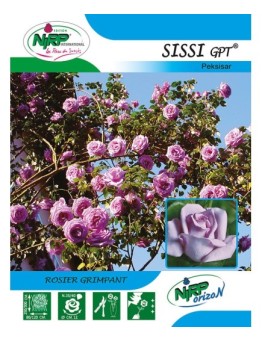 Rosier grimpant SISSI Gpt ® *