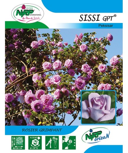 Rosier grimpant SISSI Gpt ® *