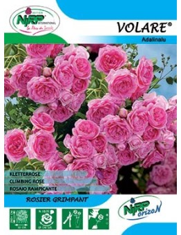 Rosier grimpant VOLARE Gpt ®