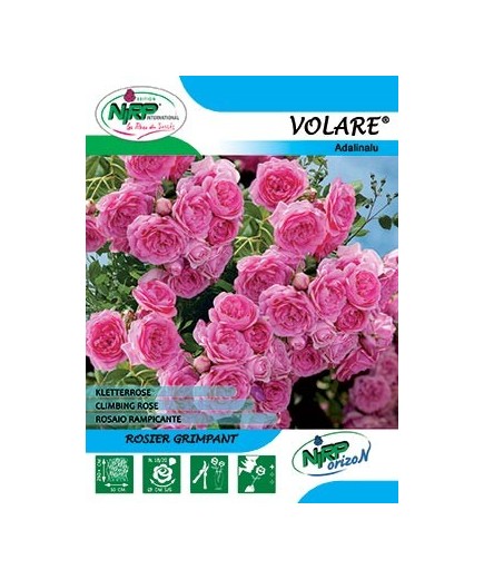 Rosier grimpant VOLARE Gpt ®