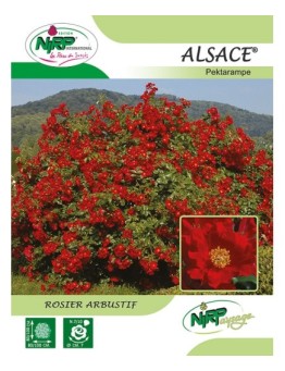 Rosier arbustif ALSACE ® *