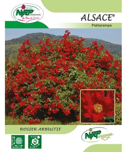 Rosier arbustif ALSACE ® *