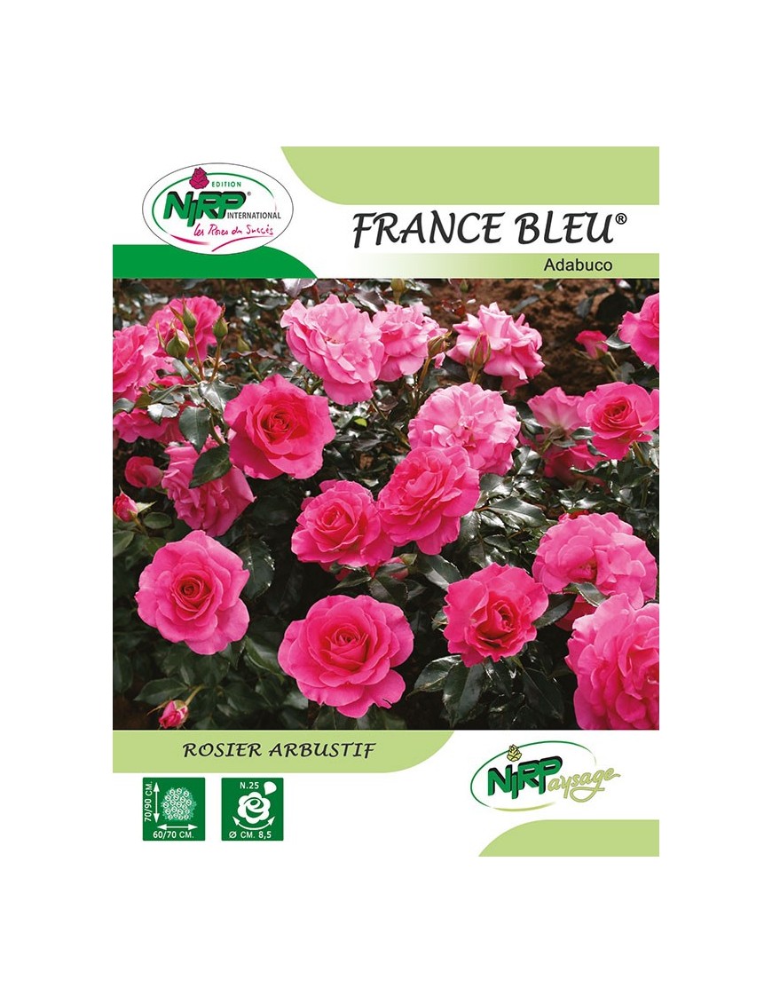 Rosier arbustif FRANCE BLEU ® *