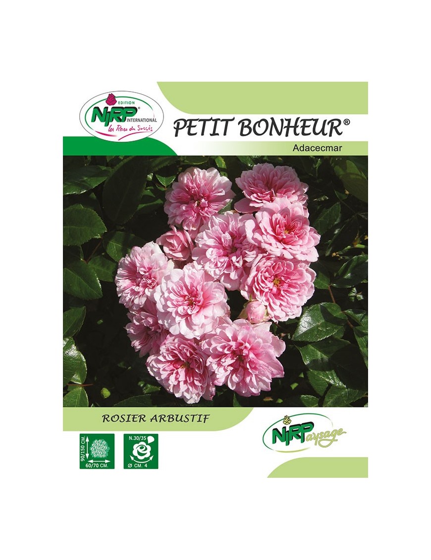 Rosier arbustif PETIT BONHEUR ® *