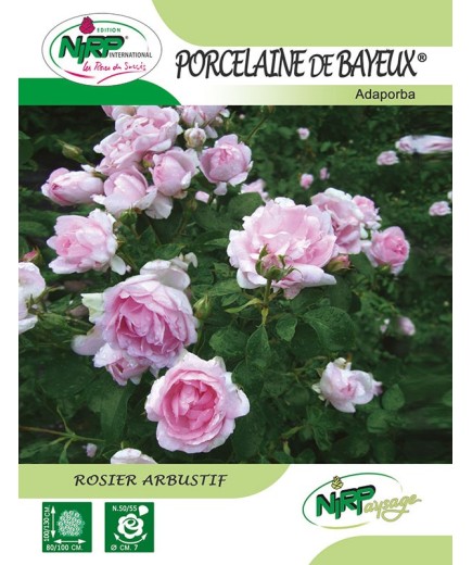 Rosier arbustif PORCELAINE DE BAYEUX ® *