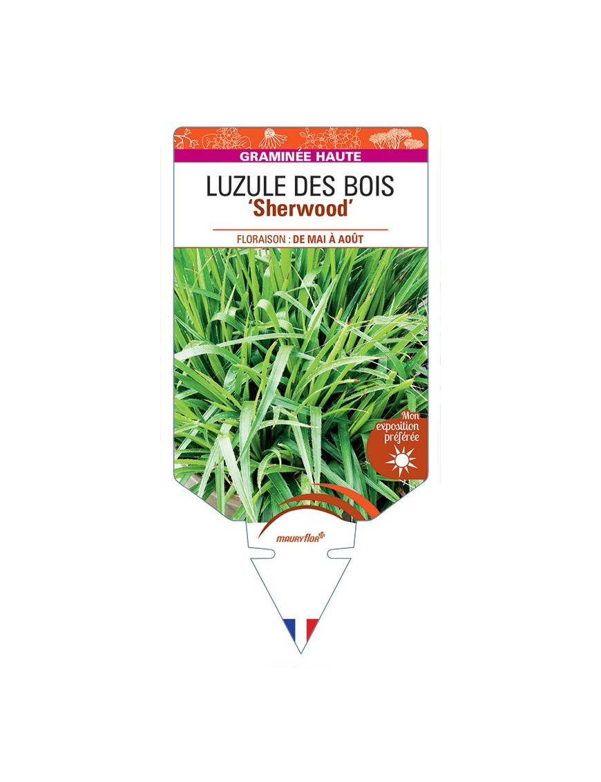 LUZULA sylvatica Sherwood voir Luzule des Bois