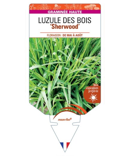 LUZULA sylvatica Sherwood voir Luzule des Bois
