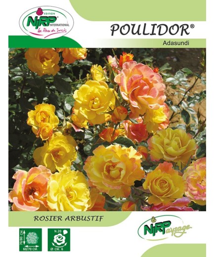 Rosier arbustif POULIDOR ® *