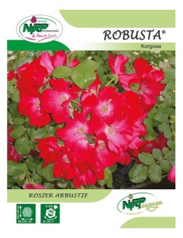 Rosier arbustif ROBUSTA ® *