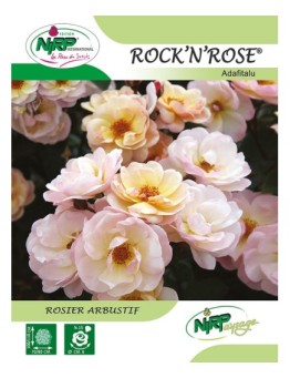 Rosier arbustif ROCK'N ROSE ® *