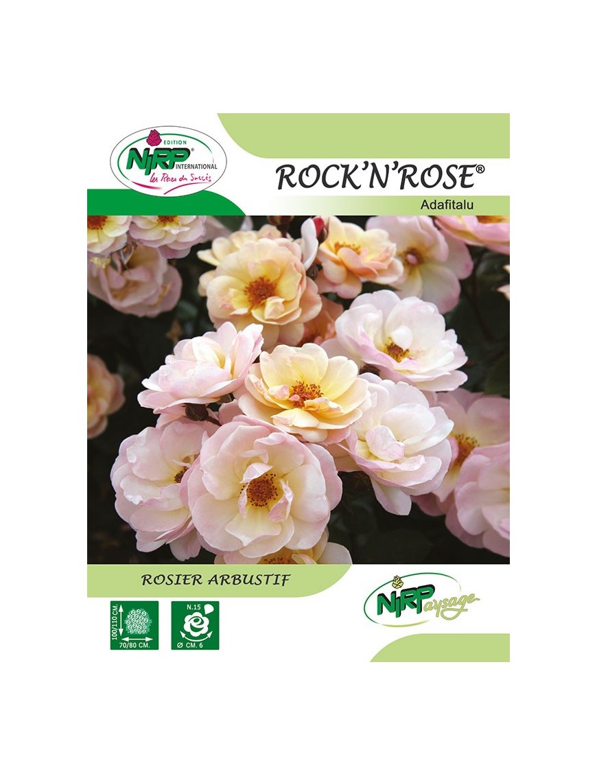 Rosier arbustif ROCK'N ROSE ® *