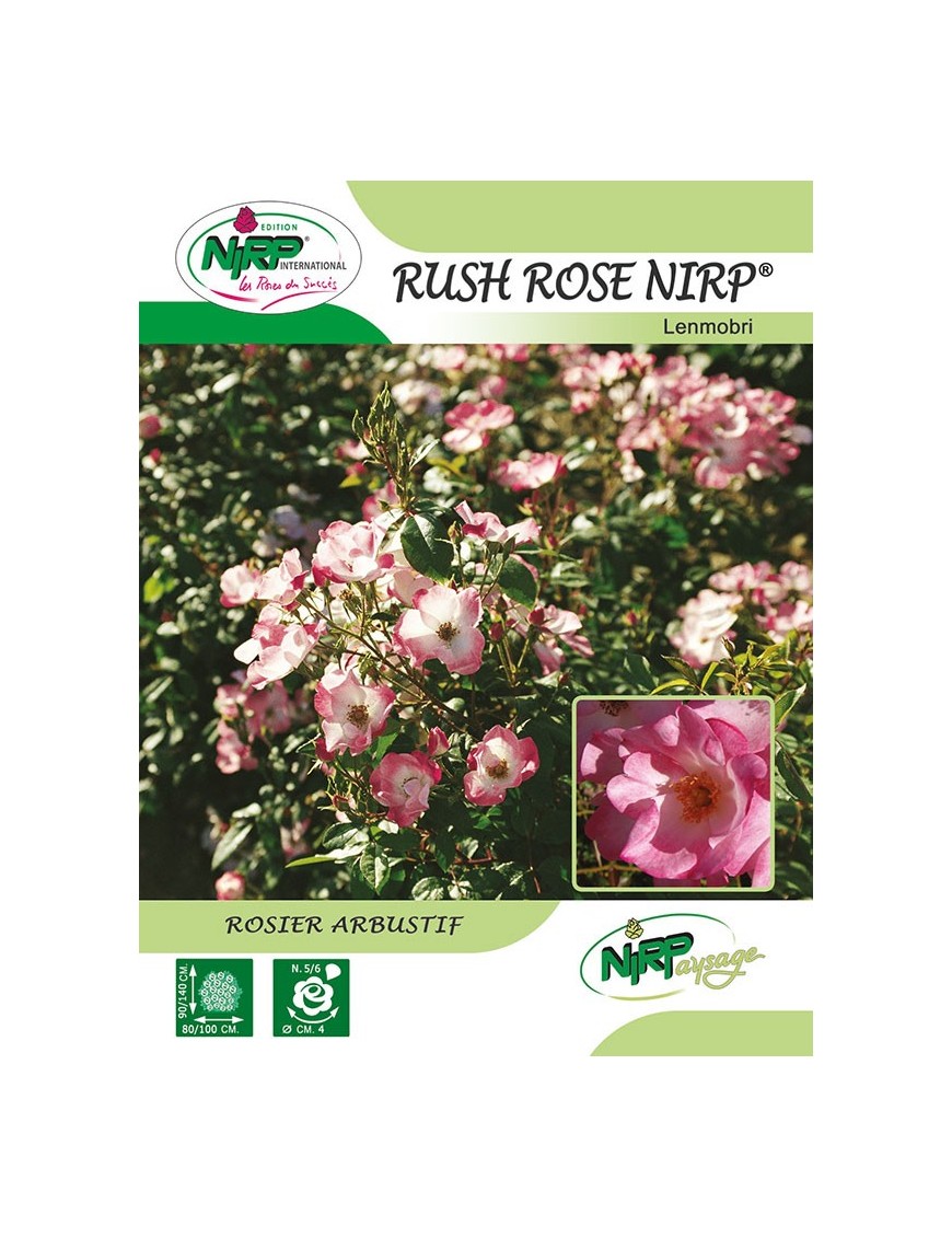 Rosier arbustif RUSH  ROSE NIRP ® *