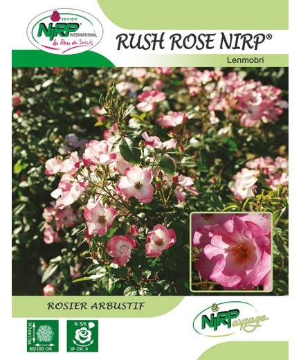 Rosier arbustif RUSH  ROSE NIRP ® *