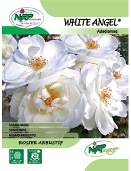 Rosier arbustif WHITE ANGEL ® *