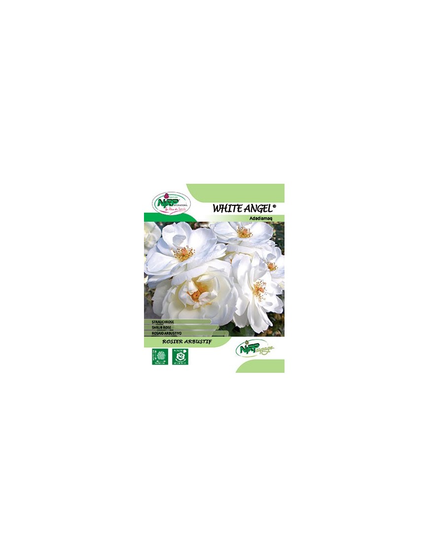 Rosier arbustif WHITE ANGEL ® *