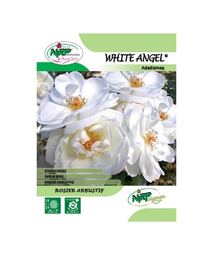 Rosier arbustif WHITE ANGEL ® *