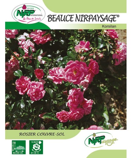 Rosier couvre-sol BEAUCE NIRPAYSAGE ® *