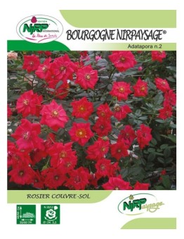 Rosier couvre-sol BOURGOGNE NIRPAYSAGE ® *