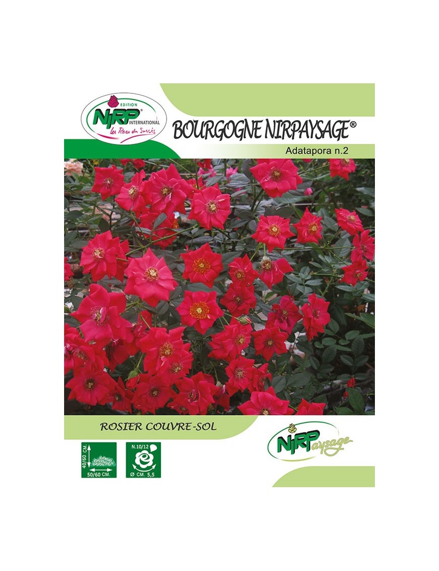 Rosier couvre-sol BOURGOGNE NIRPAYSAGE ® *