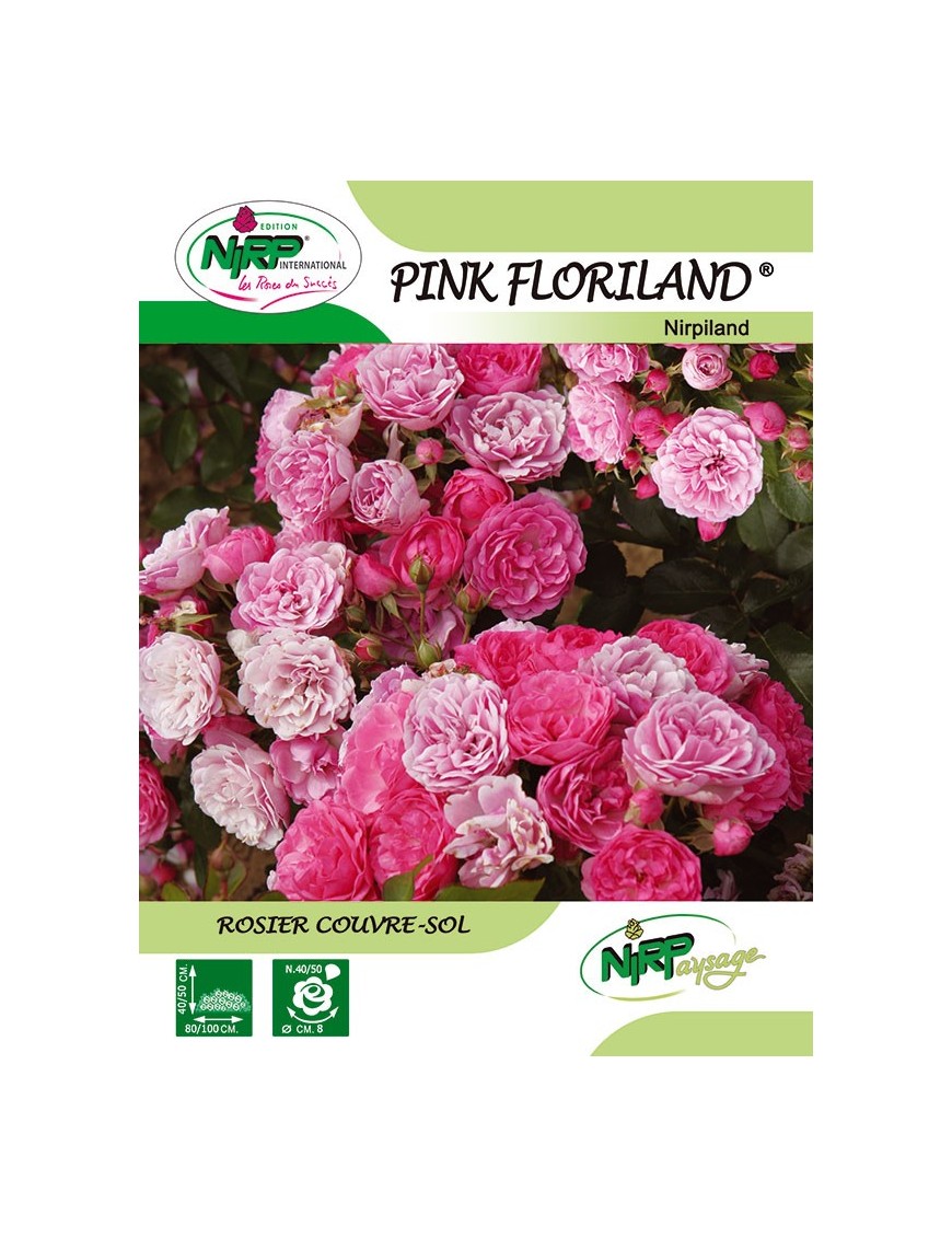 Rosier couvre-sol PINK FLORILAND ® *