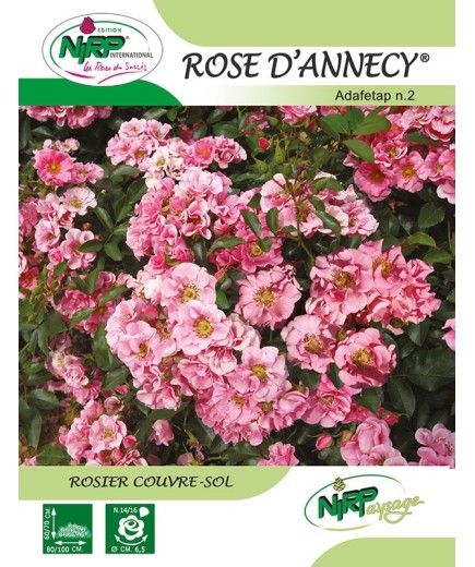 Rosier couvre-sol ROSE D'ANNECY ® *