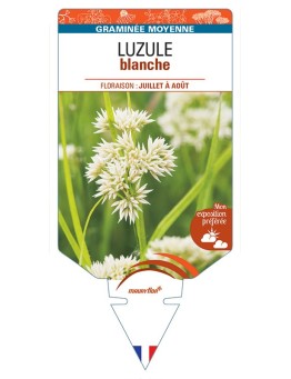 LUZULEA nivea voir Luzule blanche