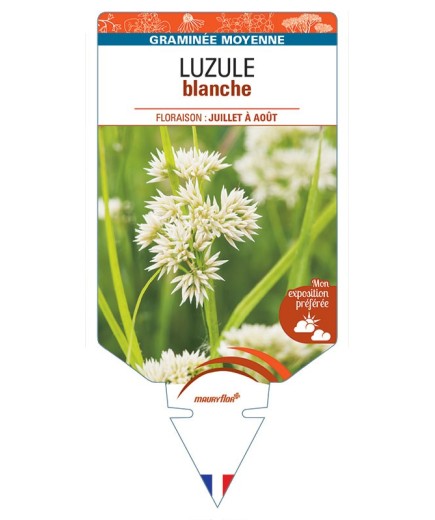 LUZULEA nivea voir Luzule blanche