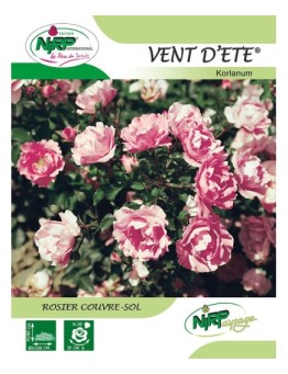 Rosier couvre-sol VENT D'ETE ® *
