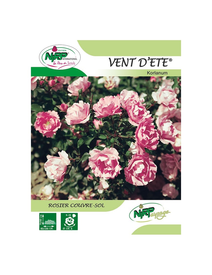 Rosier couvre-sol VENT D'ETE ® *
