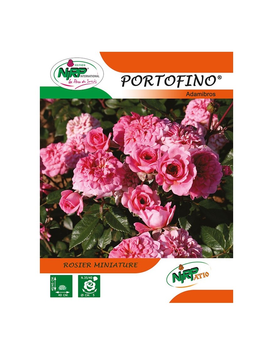 Rosier miniature PORTOFINO ® *