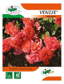 Rosier miniature VENISE ® *
