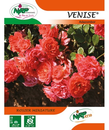 Rosier miniature VENISE ® *