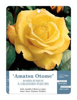 Rosier à grandes fleurs AMATSU OTOME *